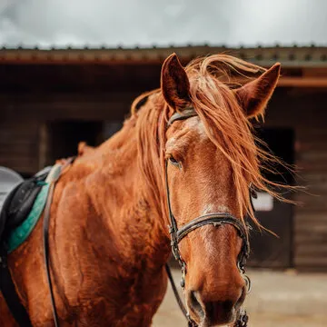 LCS赛区核心选手